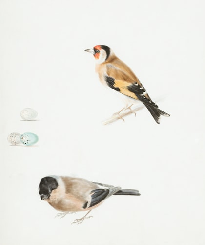 Goldfinch and bullfinch birds