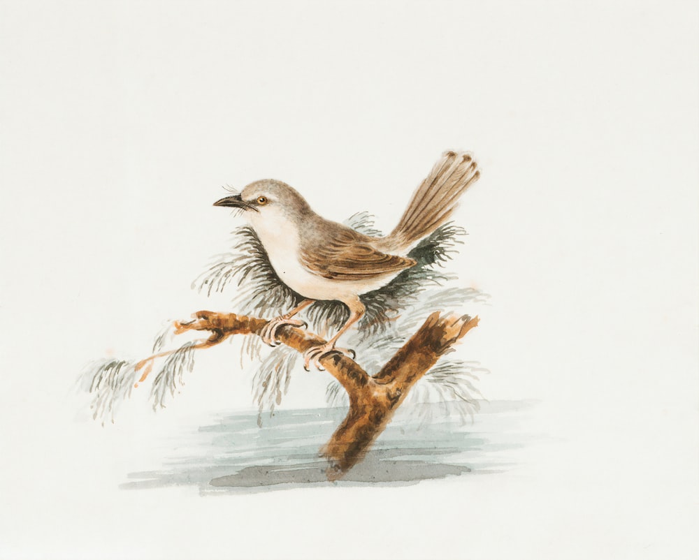 white and brown bird on tree branch painting