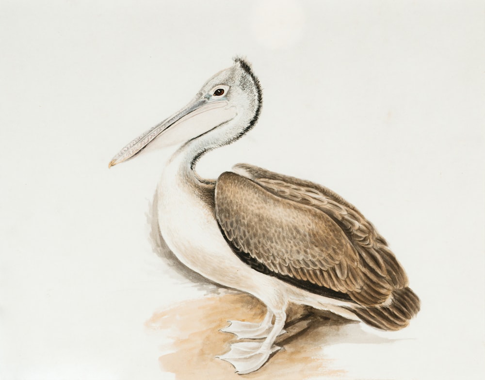 brown pelican on white background