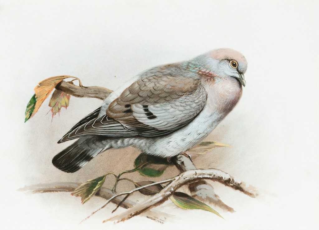 Bird Care Guide