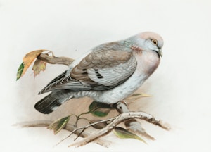 Bird Care Guide