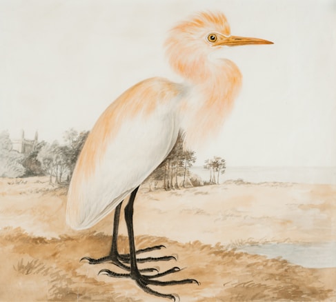A detailed illustration of a bird with a white and orange plumage standing on a light brown ground. The bird features an elongated neck, large yellow eye, orange beak, and prominent black legs with long toes. In the background, there are lightly sketched trees and a pale sky, creating a serene and natural setting.