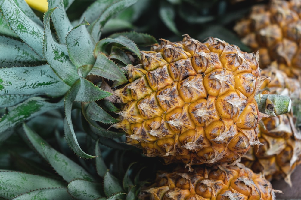 yellow and green pineapple fruit