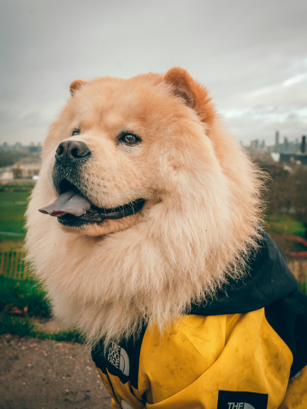 brown long coated dog wearing black and yellow jacket
