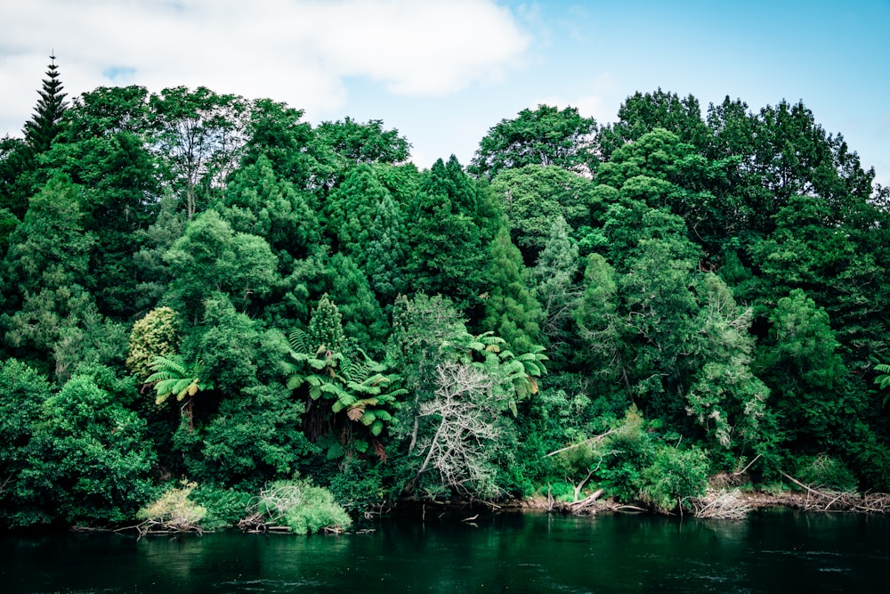 green trees beside river under blue sky during daytime