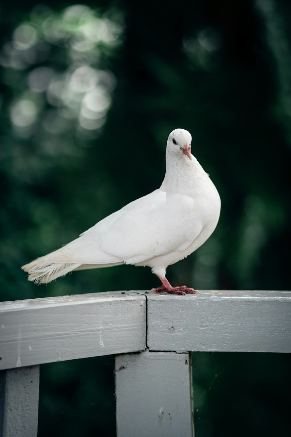 uccello bianco su staccionata di legno marrone durante il giorno