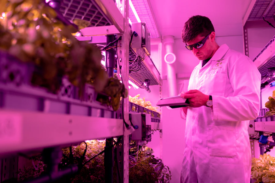Ingenieur überwacht Kulturen unter LED-Grow-Lights