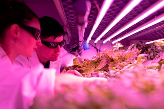 Two individuals wearing protective glasses are closely observing plants under bright pink LED grow lights, likely in a research or laboratory setting. The plants appear to be leafy greens being cultivated in an indoor environment.
