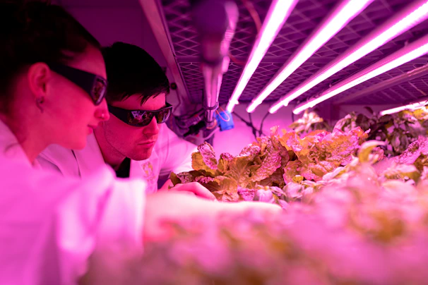 Two individuals wearing protective glasses are closely observing plants under bright pink LED grow lights, likely in a research or laboratory setting. The plants appear to be leafy greens being cultivated in an indoor environment.
