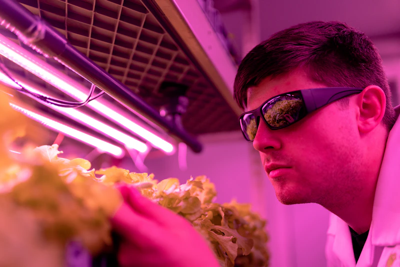 Indoor hydroponic farm with LED grow lights