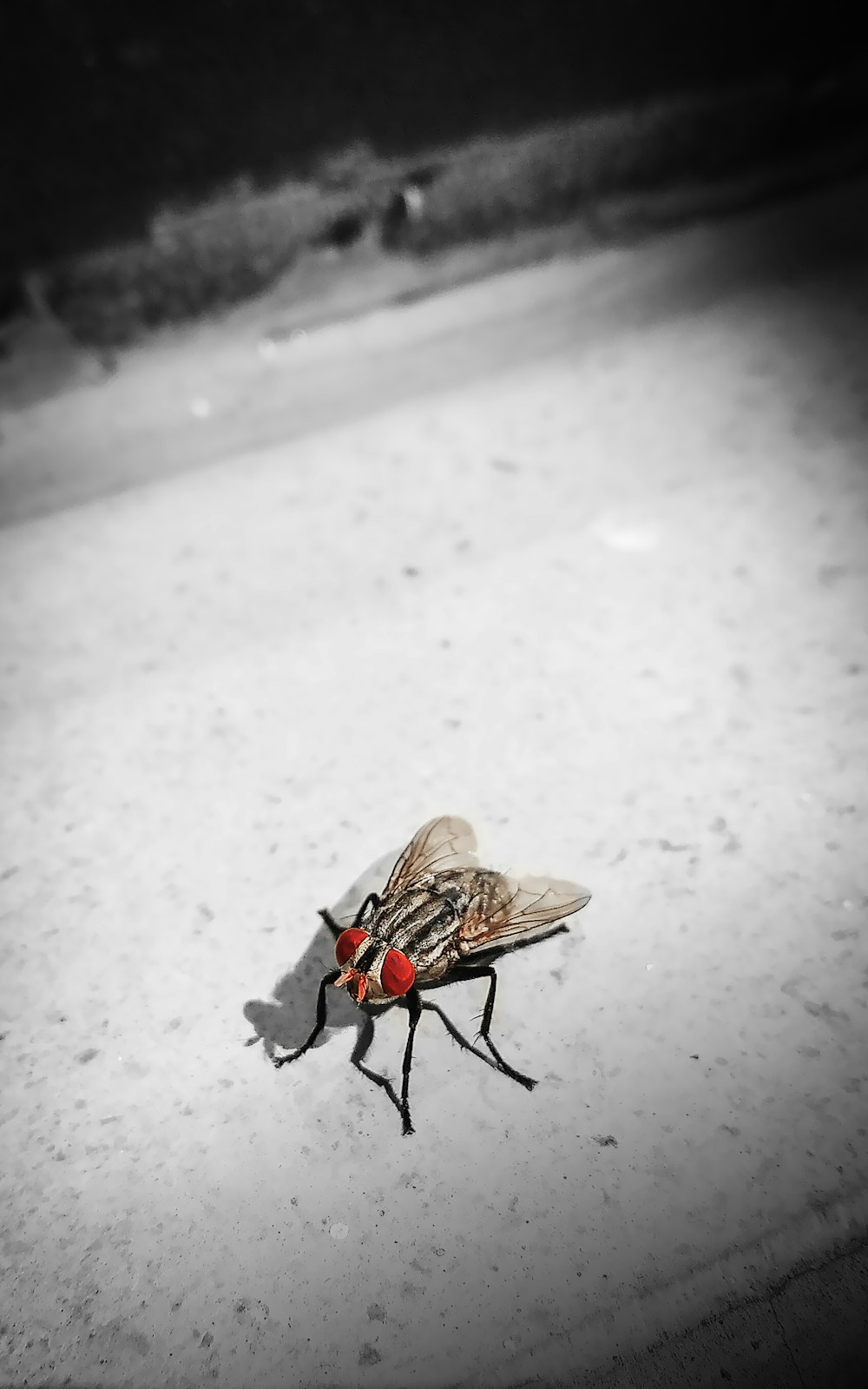 brown and black fly on white snow