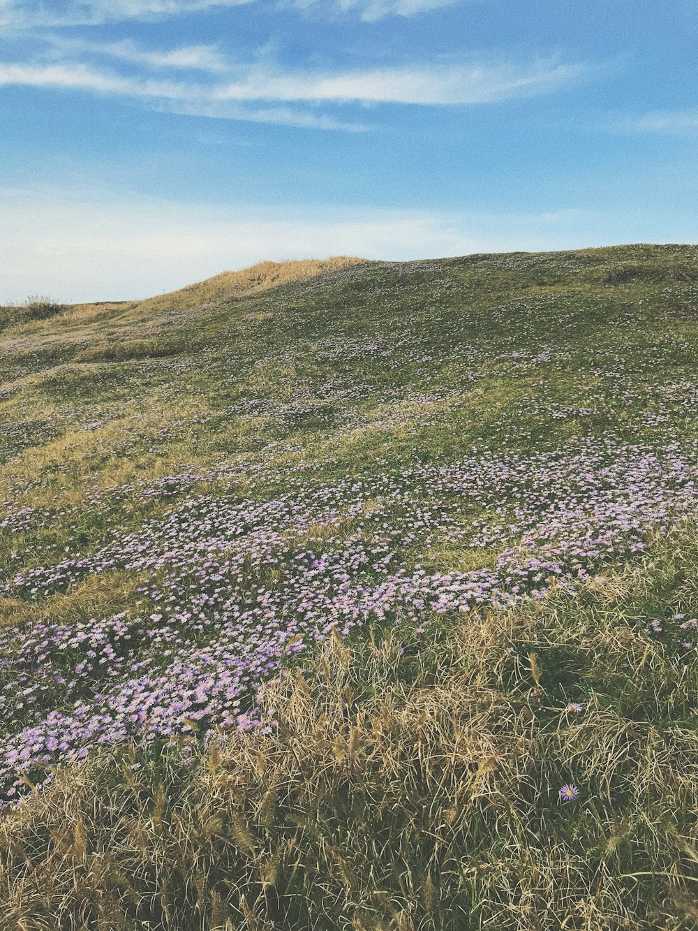 purple flower field under blue sky during daytime