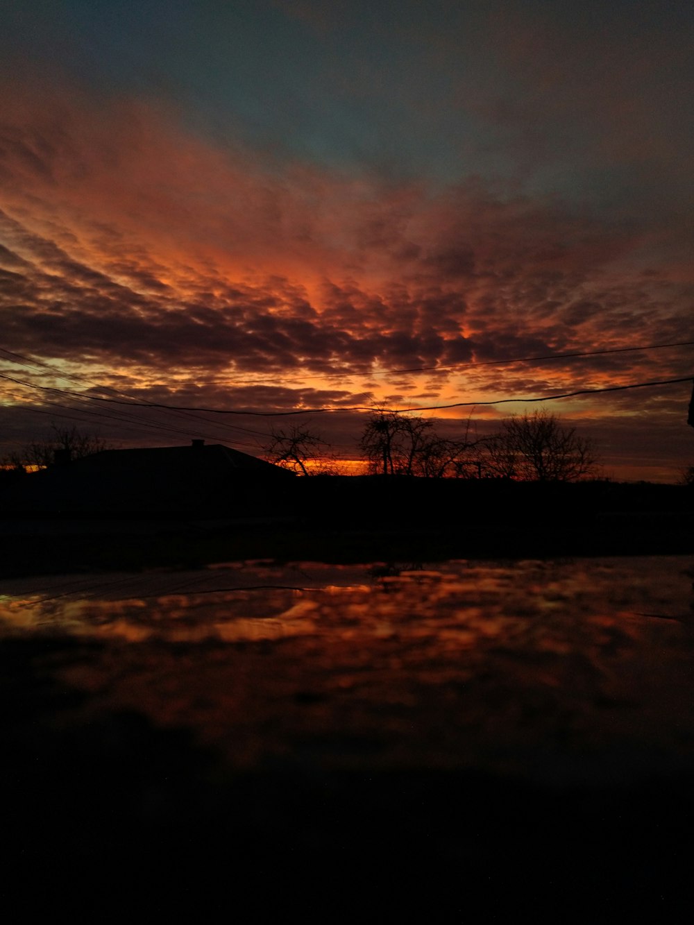 silhouette of trees during sunset