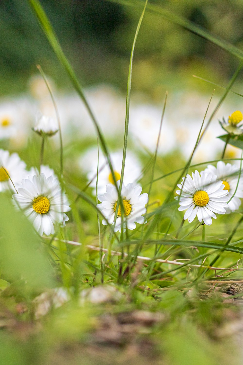 white and yellow daisy flowers