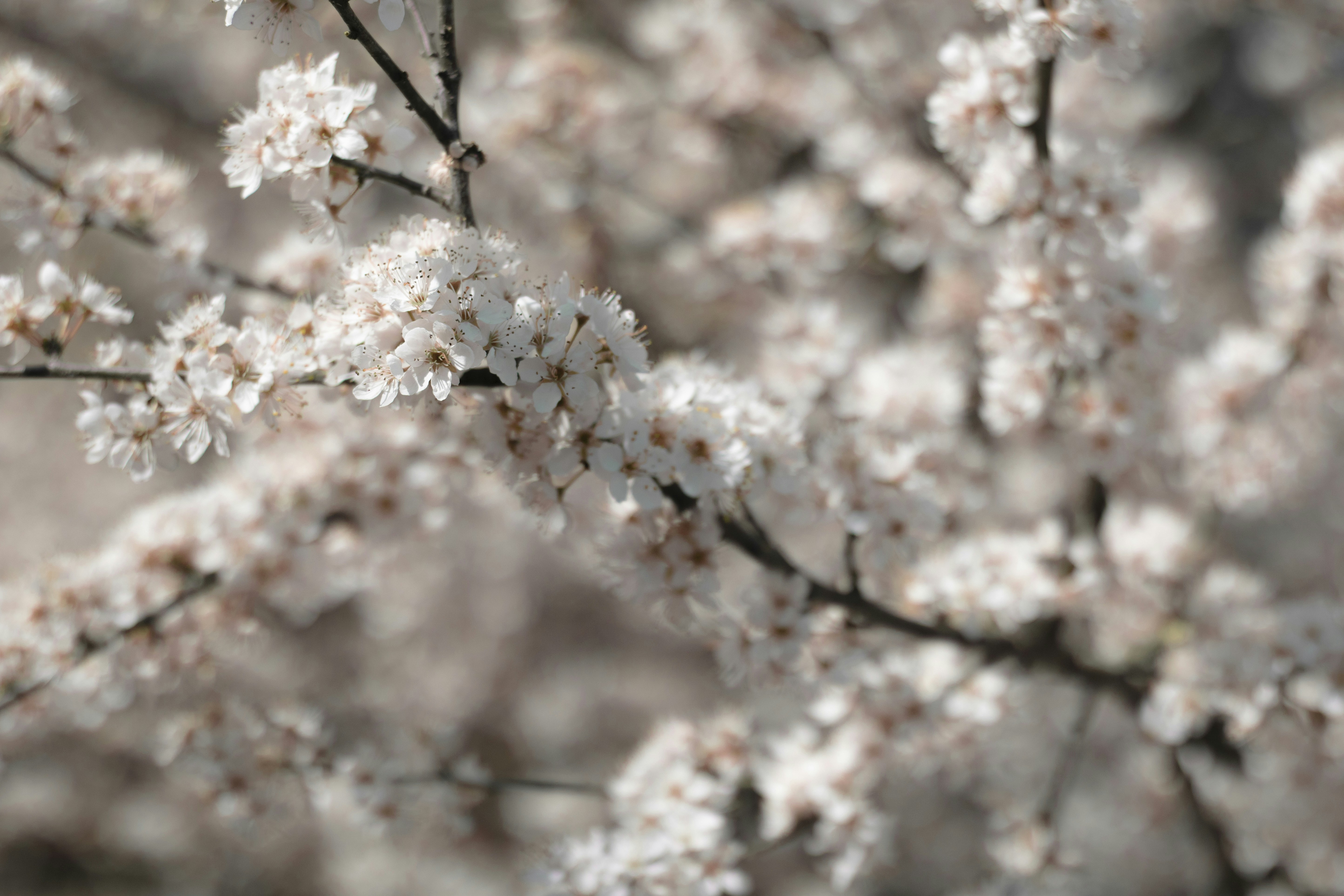 Photo by andrea_martone_ph