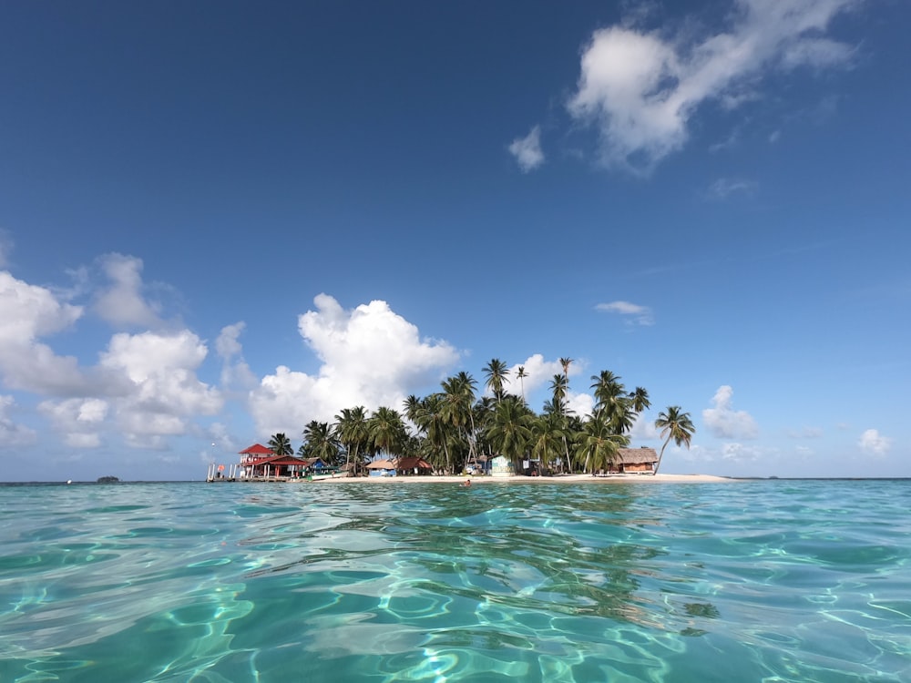 palm trees on beach under blue sky during daytime