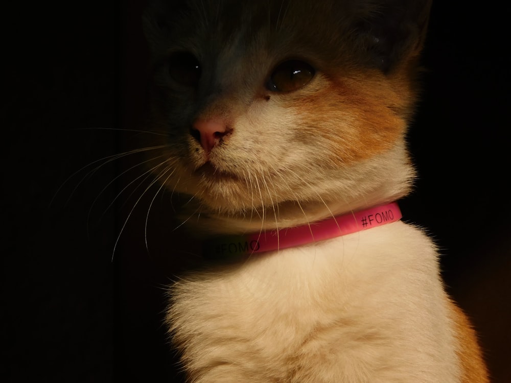 white and brown cat with blue collar