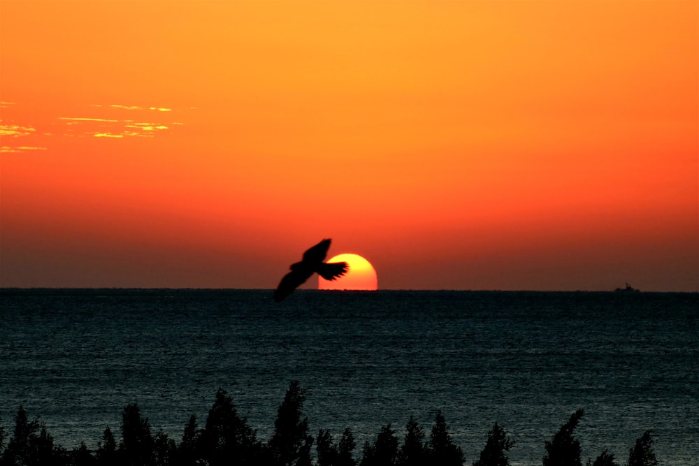 silhouette of trees near body of water during sunset