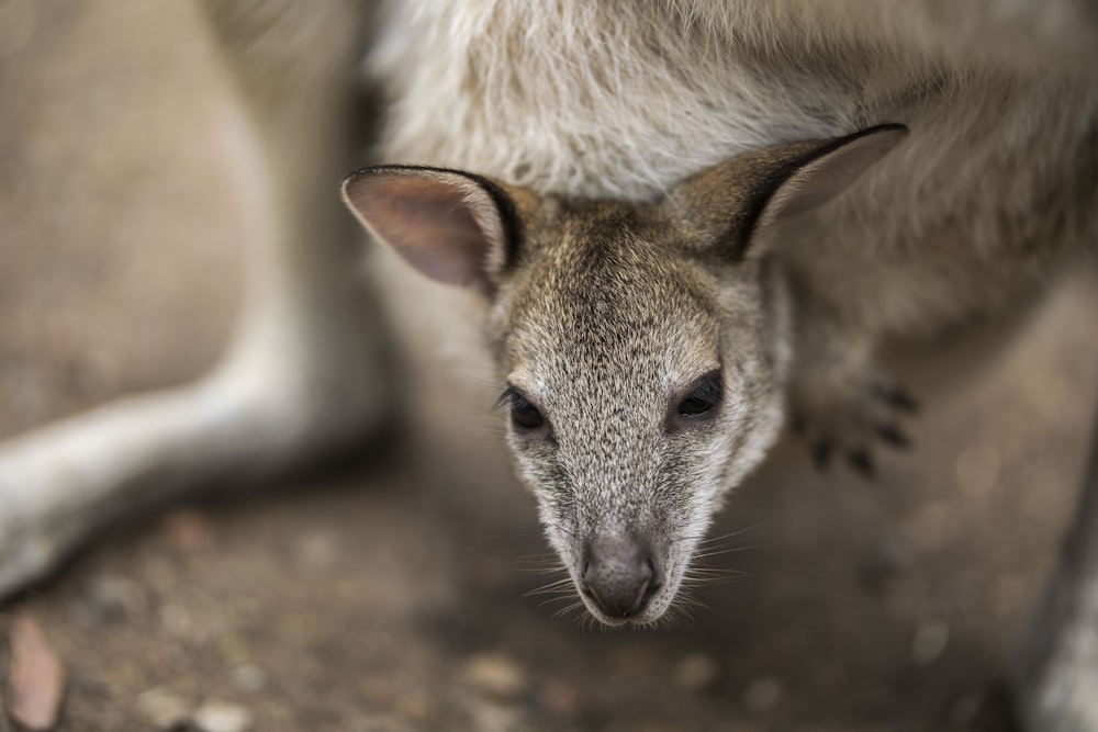 Braunes und weißes Känguru, das tagsüber auf dem Boden liegt