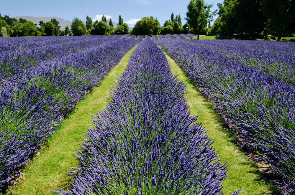 purple flower field during daytime