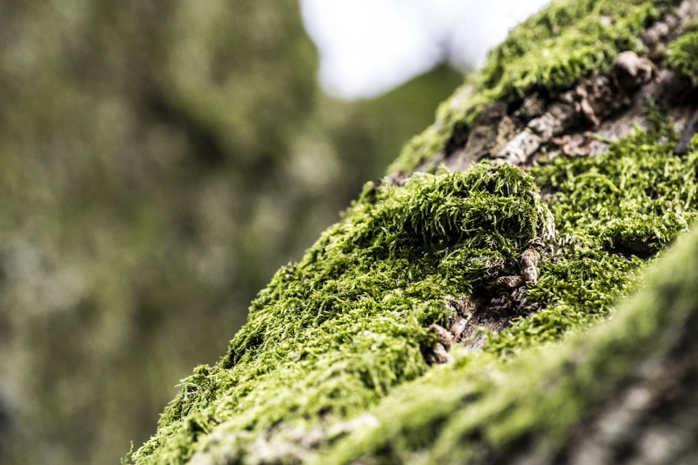 green moss on brown tree trunk