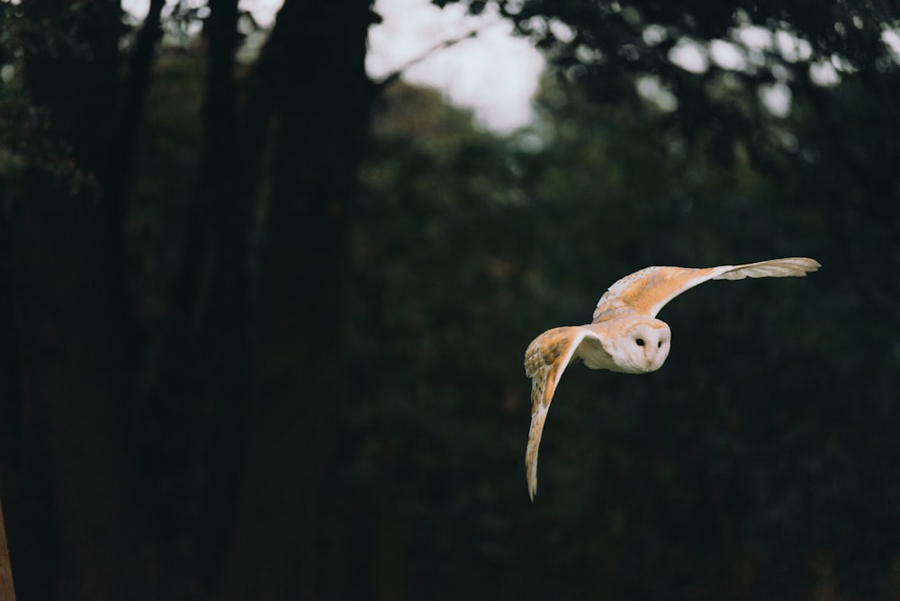 brown and white bird flying