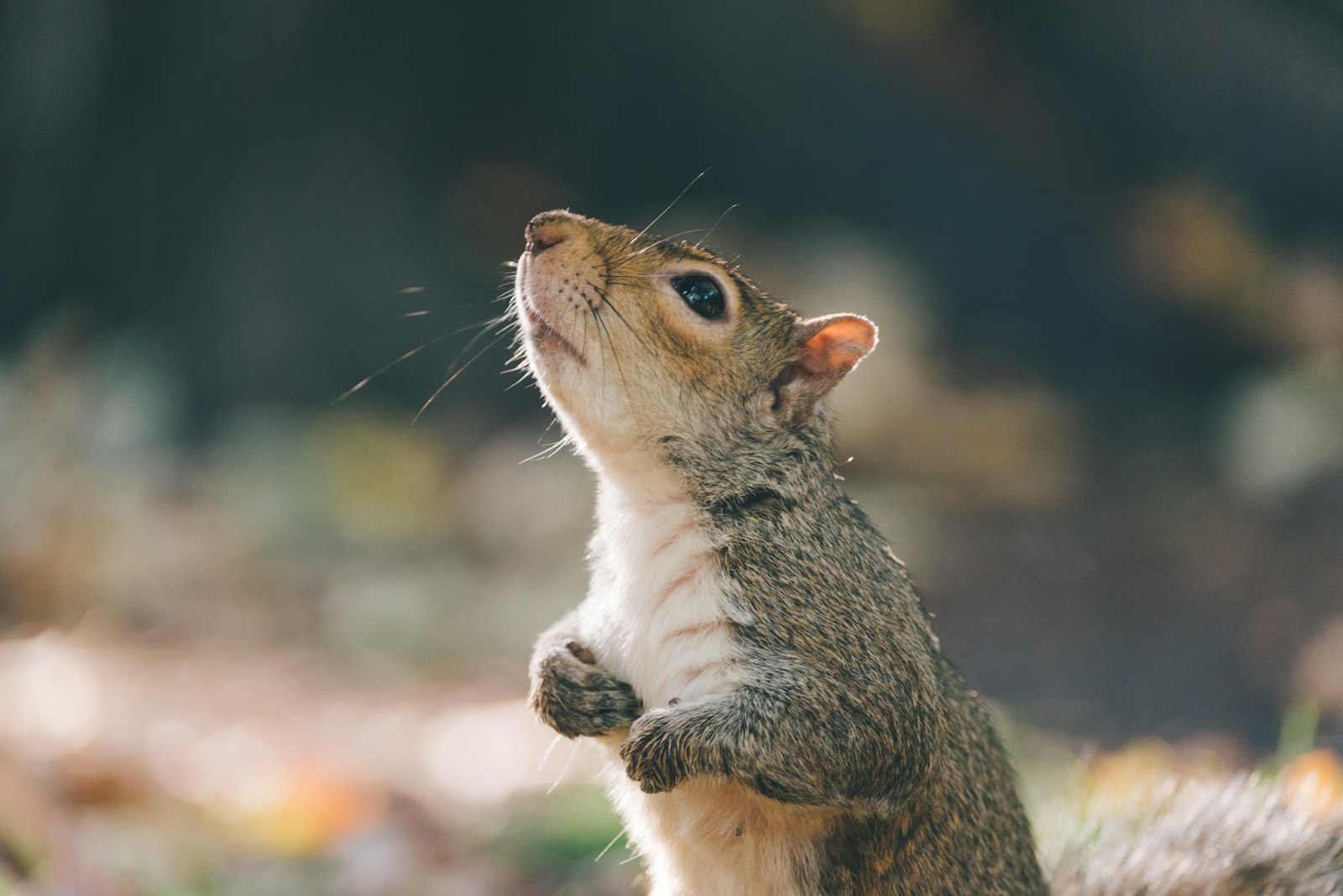 Nikon D750 + Nikon AF-P Nikkor 70-300mm F4.5-5.6E ED VR sample photo. Brown and white squirrel photography