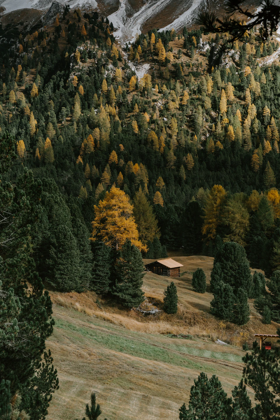 Serene mountain cabin surrounded by lush green trees and shrubs in a natural setting