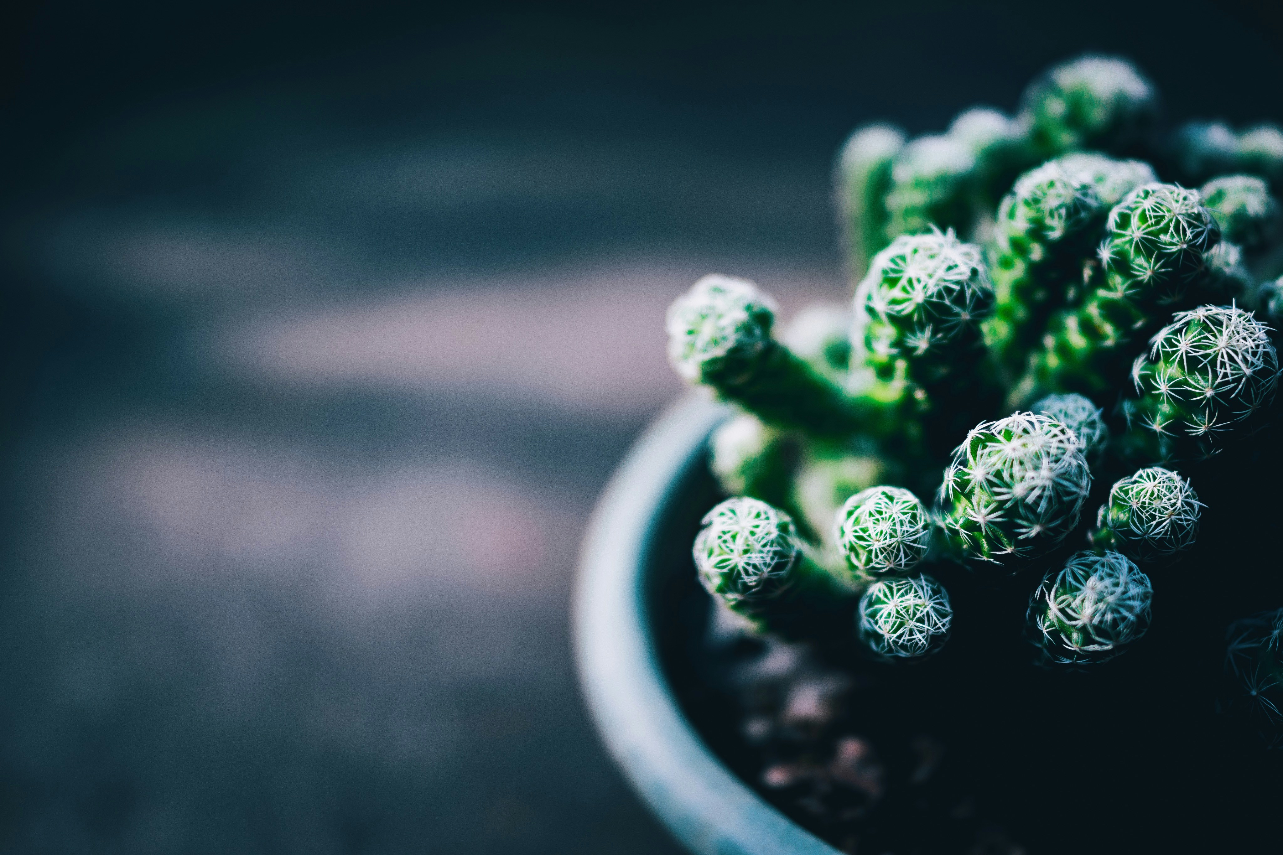 Photo by mocking_bird