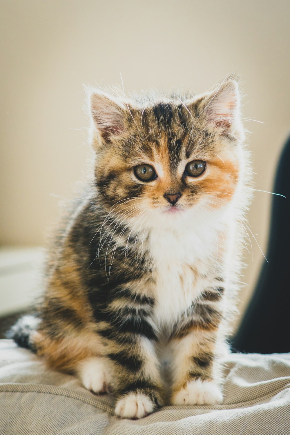 chat brun, blanc et noir