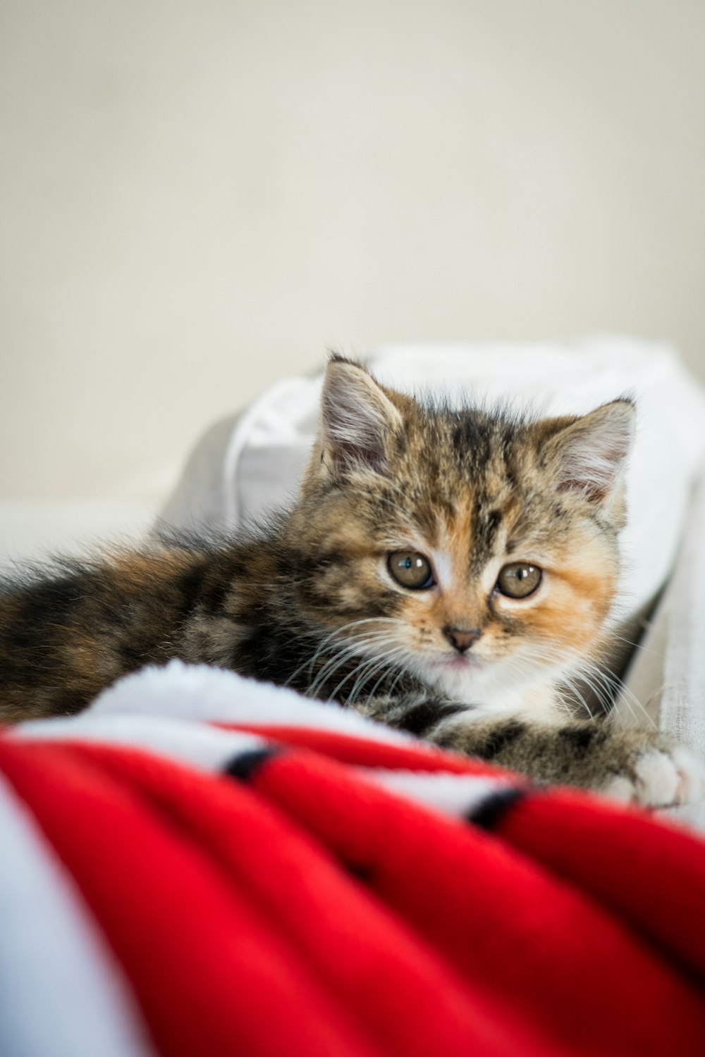brown tabby cat on white and red textile