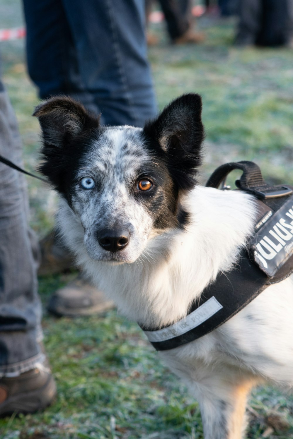 white and black border collie with black and gray backpack