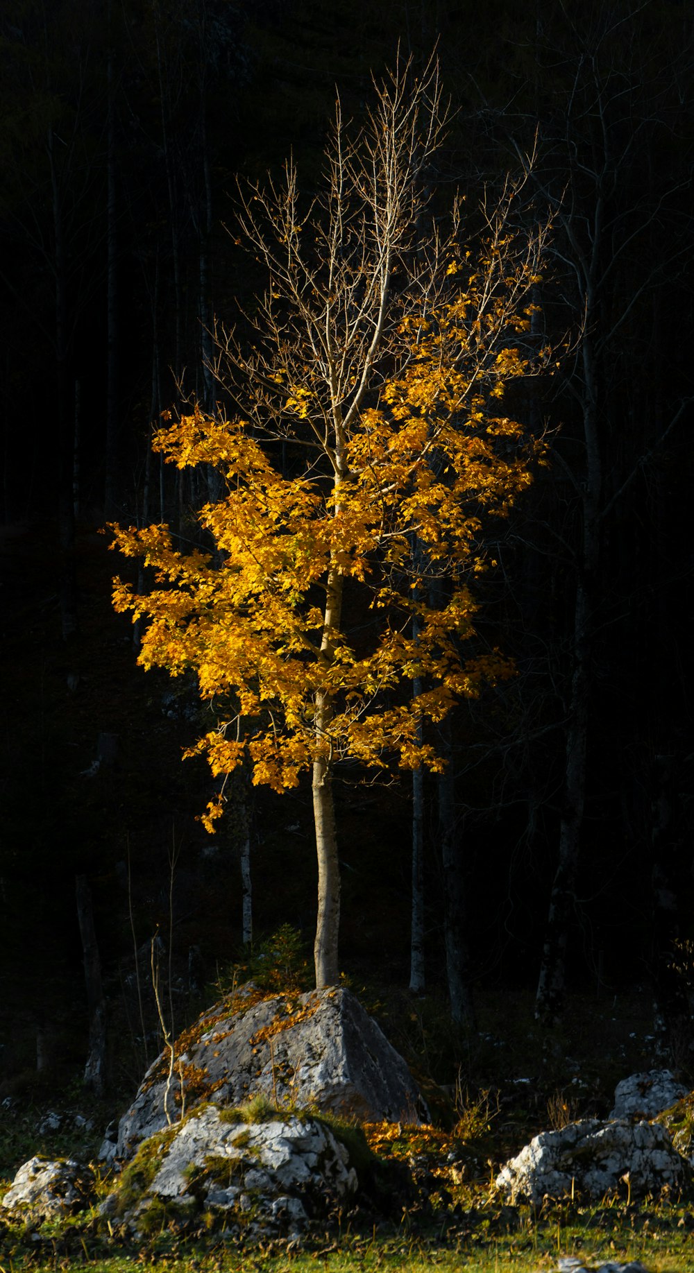 yellow leaf tree in forest during daytime