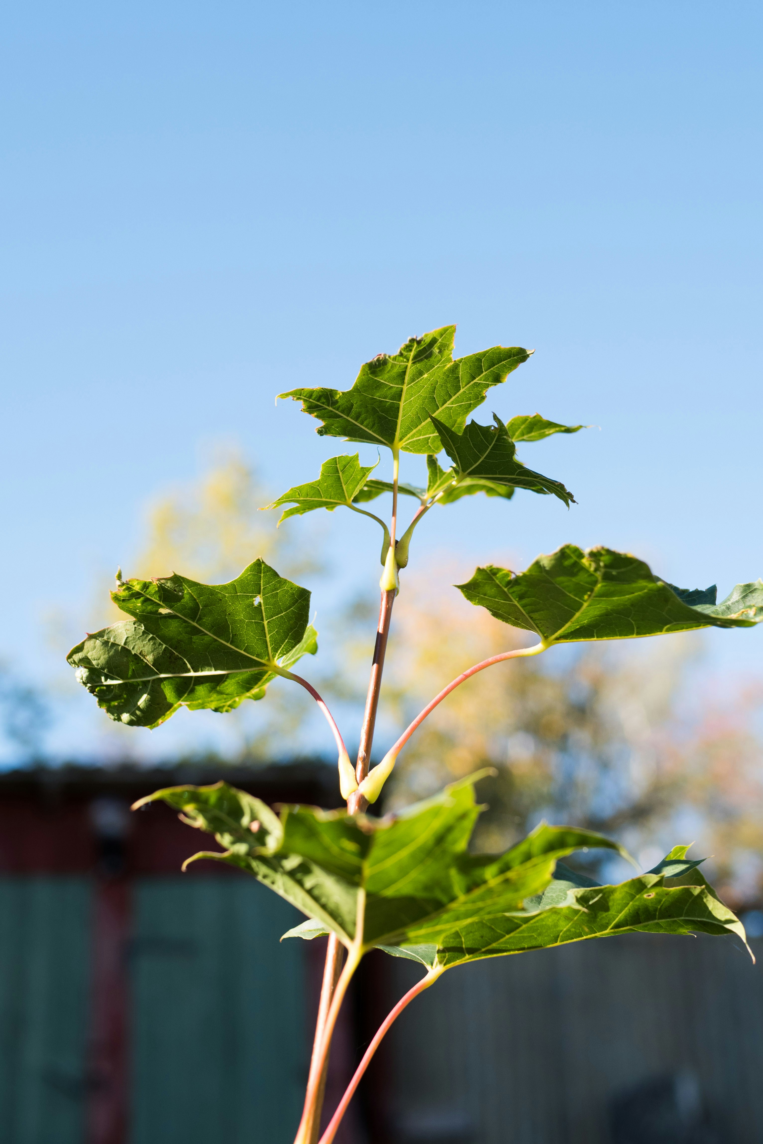 green leaf plant during daytime