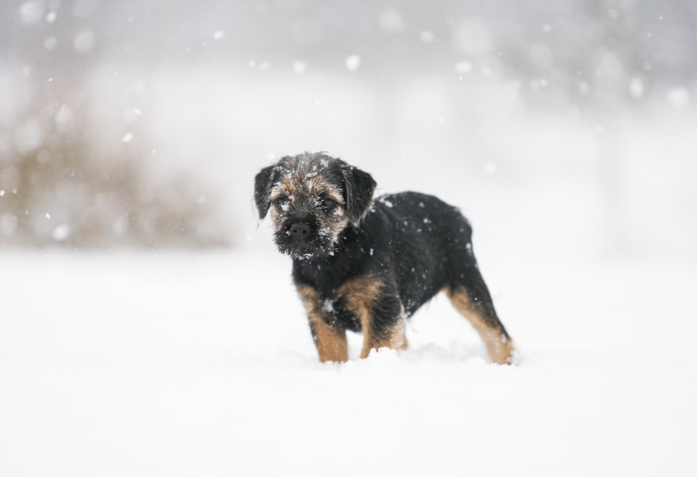 Perro mediano de pelaje corto negro y fuego corriendo en suelo cubierto de nieve durante el día