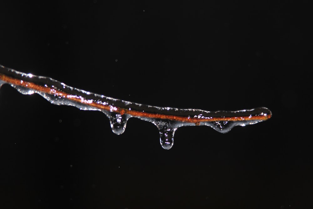 water drops on brown wooden stick