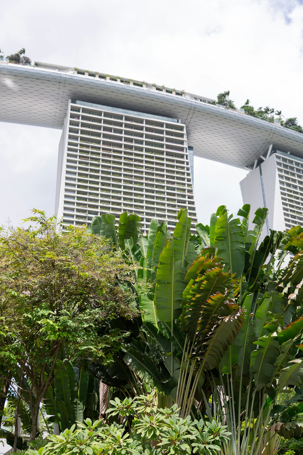 green tree near white concrete building during daytime