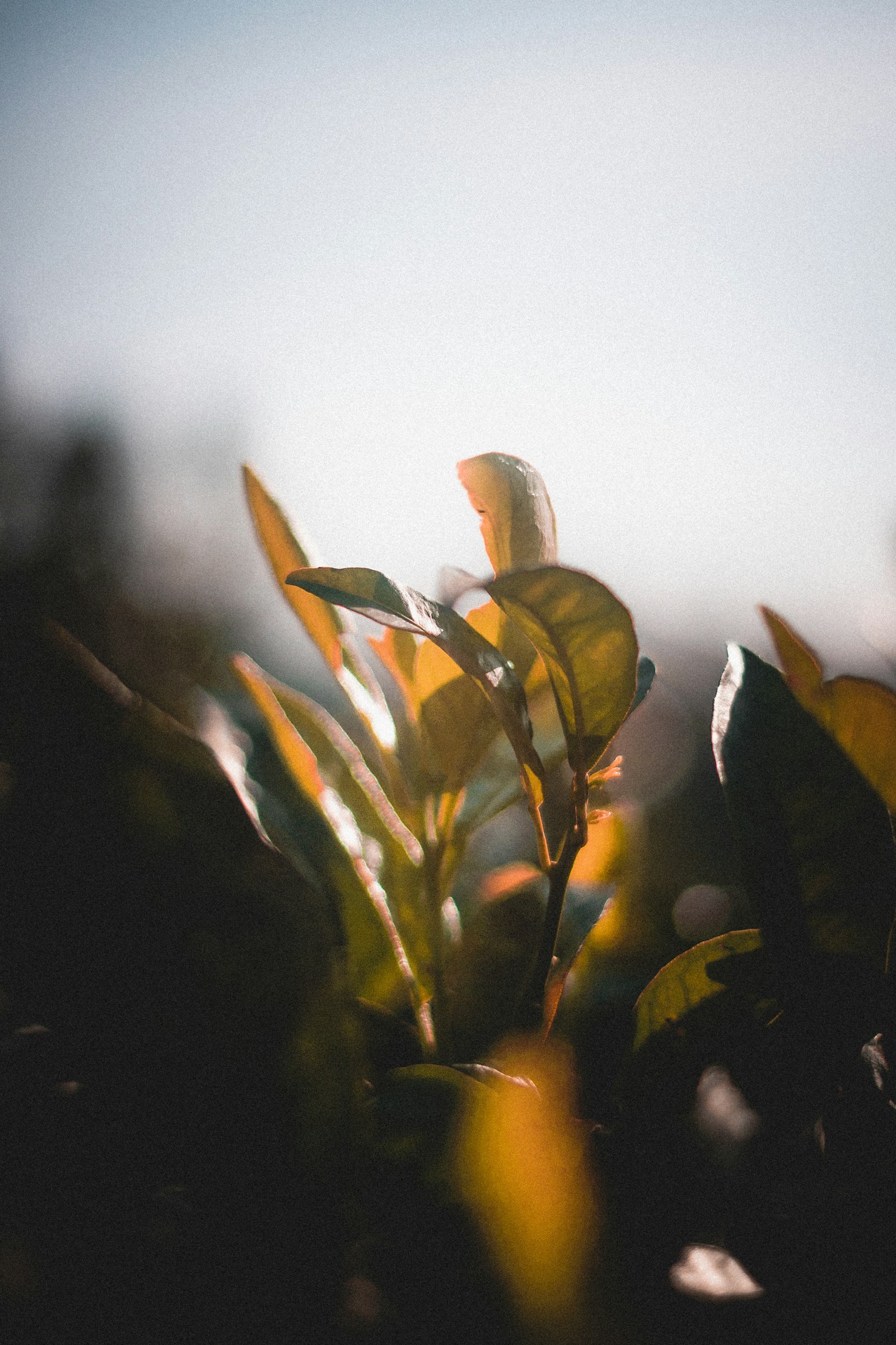 Sony a9 II sample photo. Green and yellow leaves photography