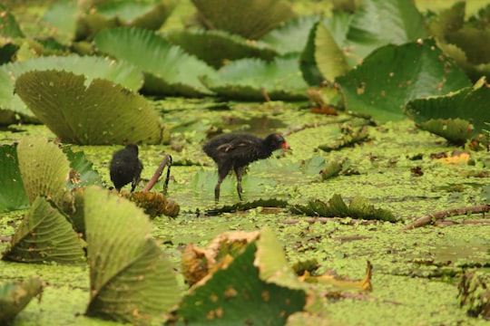 black duck on green leaves during daytime in Jodhpur India