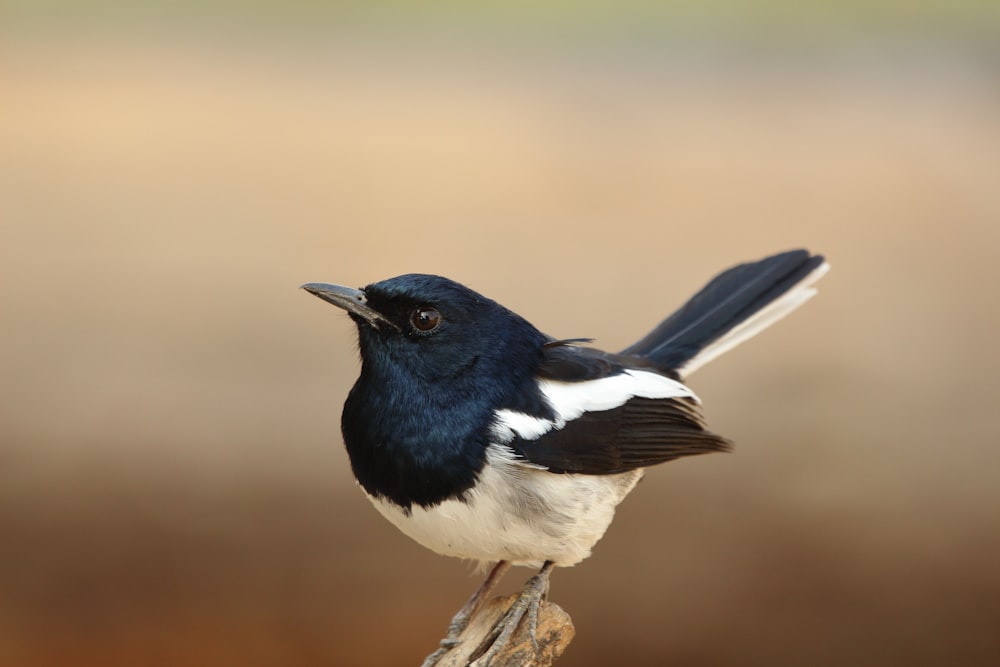 black and white bird on brown tree branch