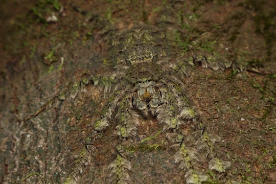 green moss on brown tree trunk in Karnataka India