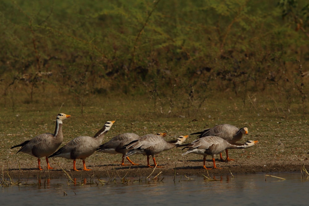 flock of geese on water during daytime