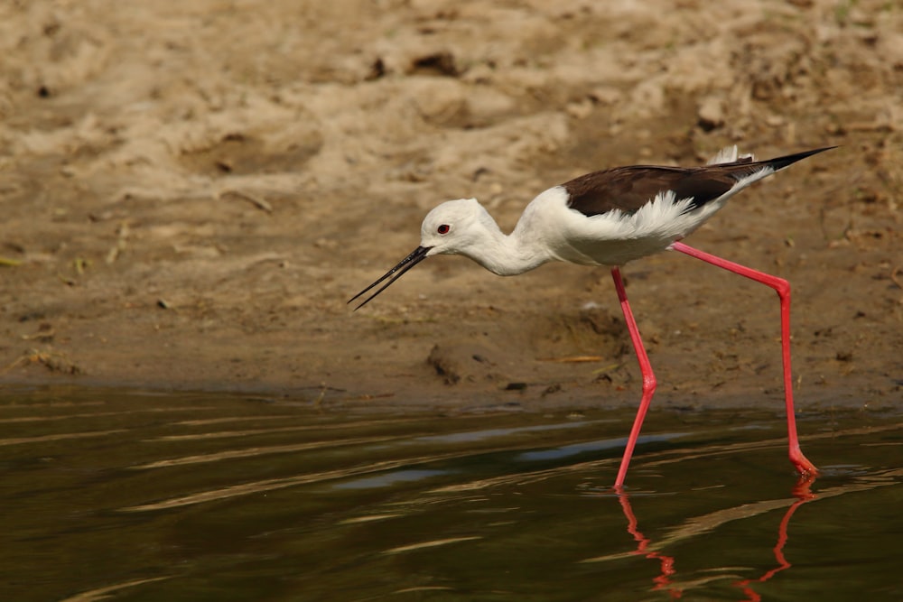 white and black bird on water