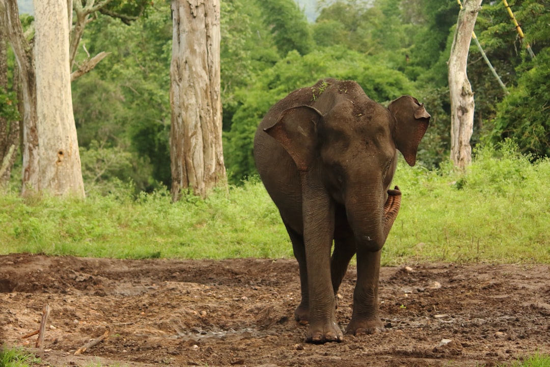 Jungle photo spot Mudumalai Calicut