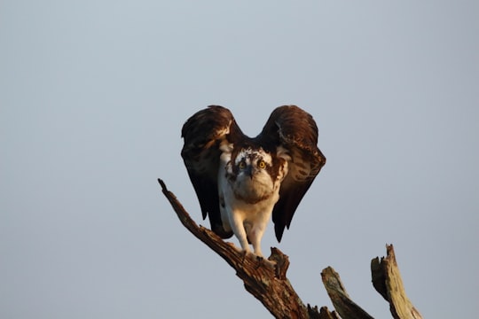 brown and white bird on brown tree branch in Karnataka India