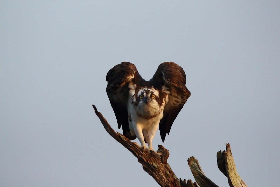Wildlife photo spot Karnataka Hampi