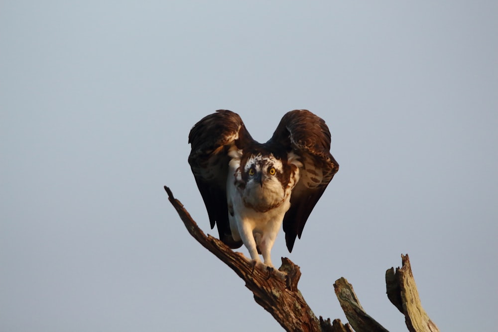 brown and white bird on brown tree branch