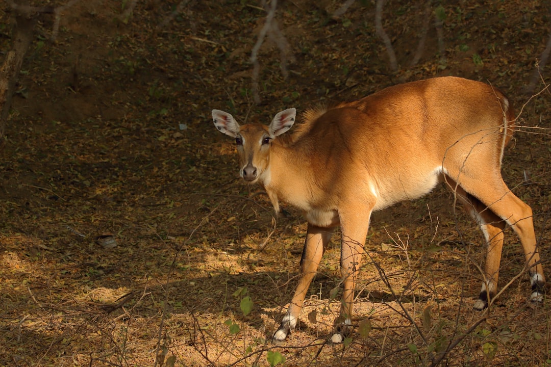 travelers stories about Wildlife in Gandhinagar, India