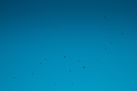 flock of birds flying under blue sky during daytime