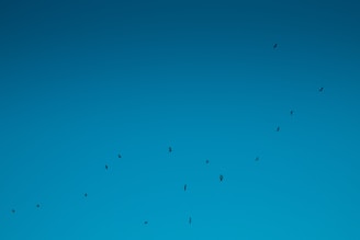 flock of birds flying under blue sky during daytime